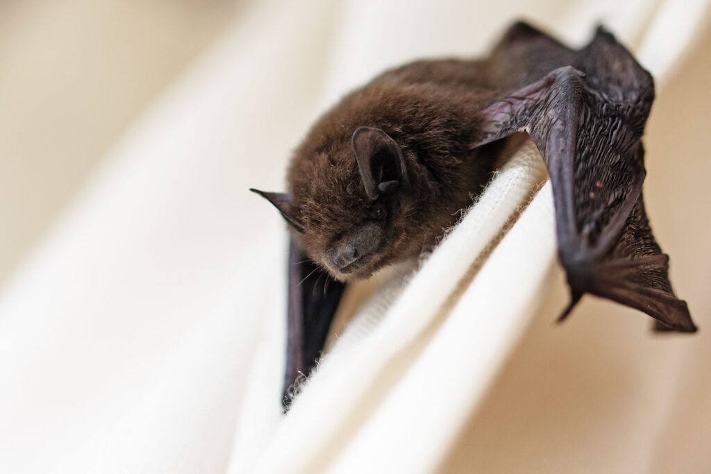 How Does Yard Maintenance Contribute to Bat-Proofing Your Home