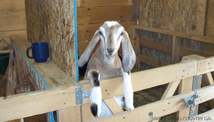 How to House Train a Goat: Understanding Basic Goat Behavior