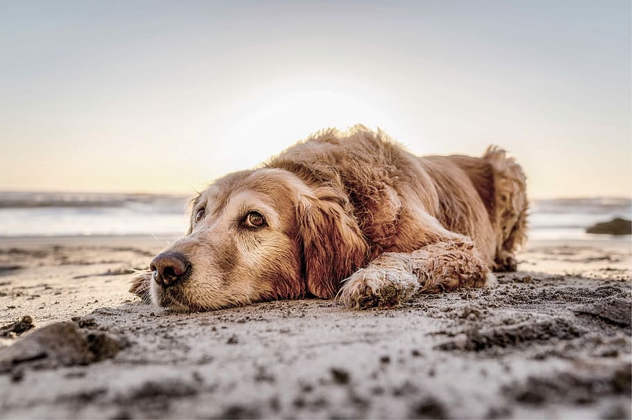 How to Keep Sand Out of House with Dogs