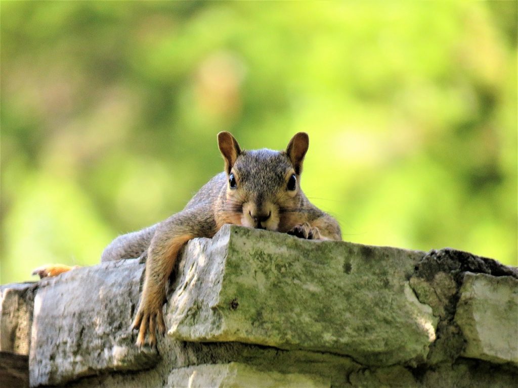 What are the key prevention measures for flying squirrel intrusions