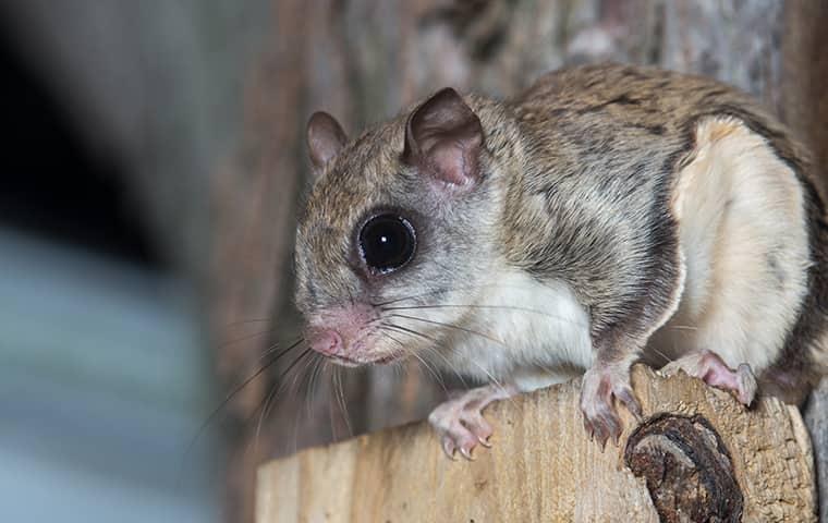 How Do Flying Squirrels Get in Your House