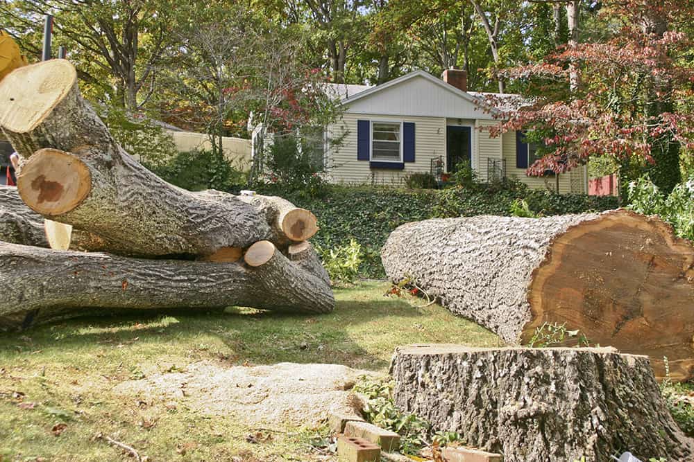 What are the key first steps for cutting down a tree near a house