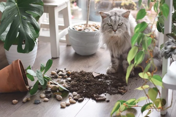 How to Keep Cats from Pooping in House Plants