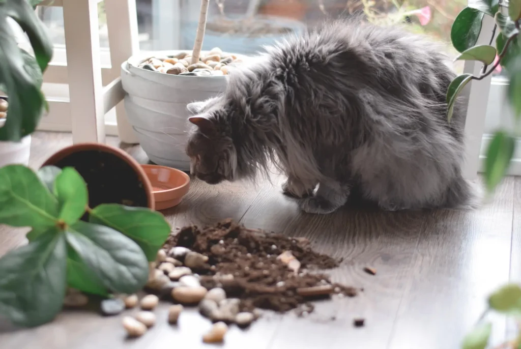 What are the best practices for protecting house plants from cats