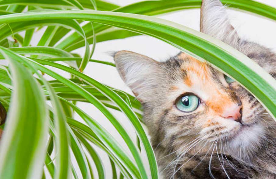 How do cats' instincts affect their behavior with house plants