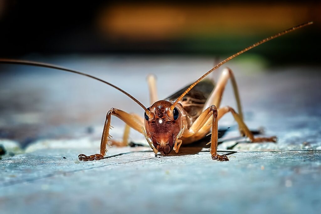What are the cultural meanings of crickets in homes