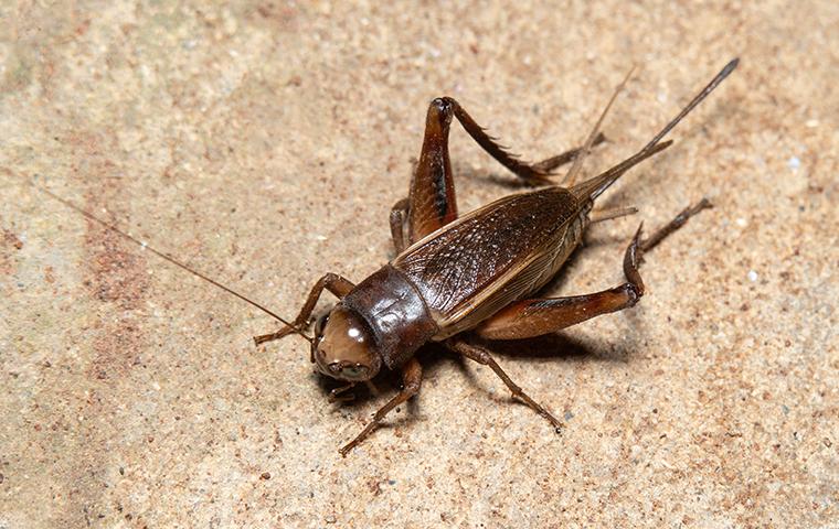 What Does It Mean When a Cricket Comes in Your House
