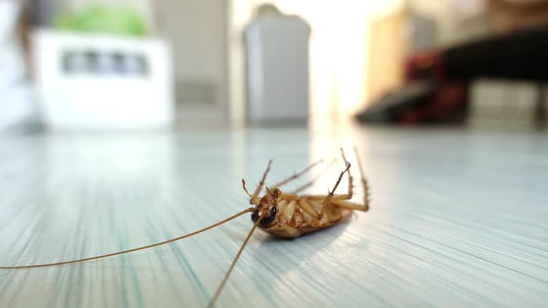 Why Are There Dead Cockroaches in My House