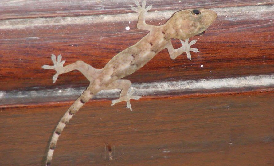 What Are Effective Methods For Catching Indoor lizards