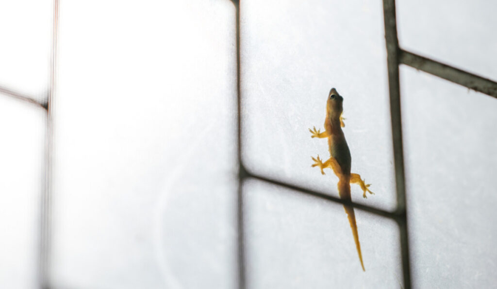 What are indoor lizards' behavior and habits