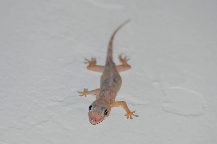 How To prepare for catching indoor lizards effectively