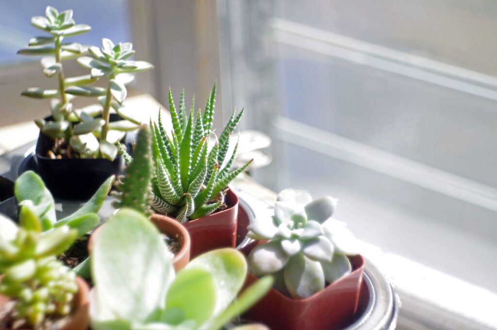 How To Keep House Plants Warm In Winter