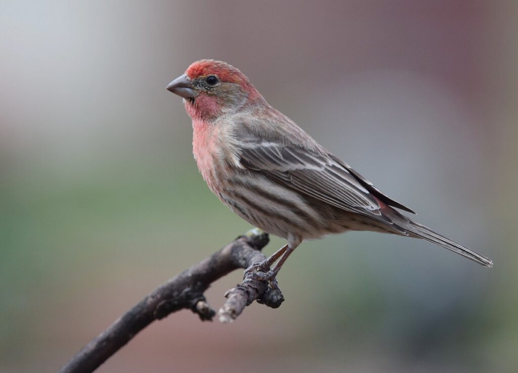 What Sound Does a House Finch Make