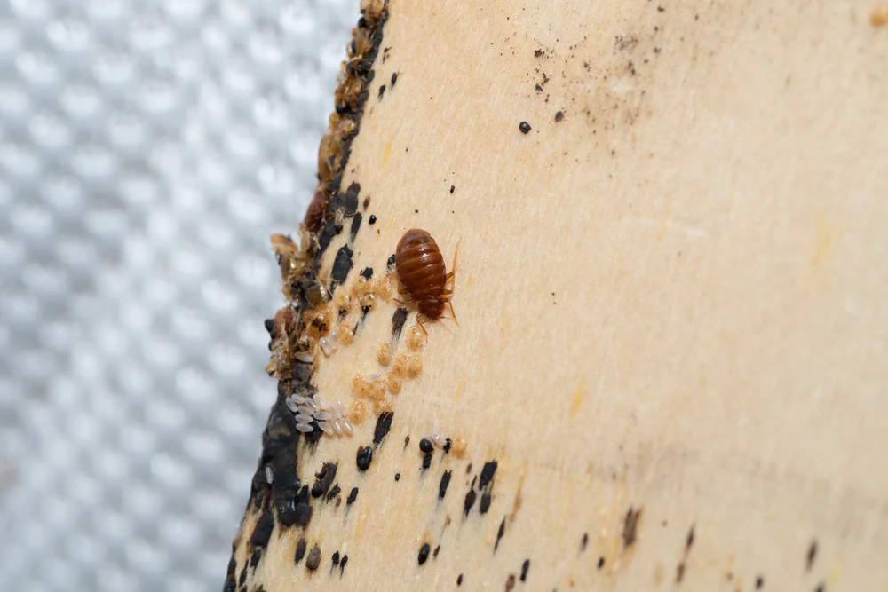 How to conduct a thorough inspection for bed bug hiding spots