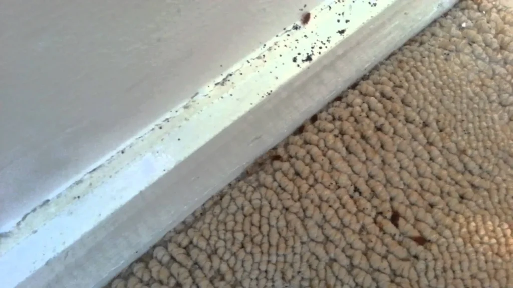 What are common hiding spots for bed bugs in an empty house