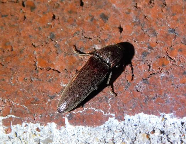 Why Do I Have Click Beetles In My House