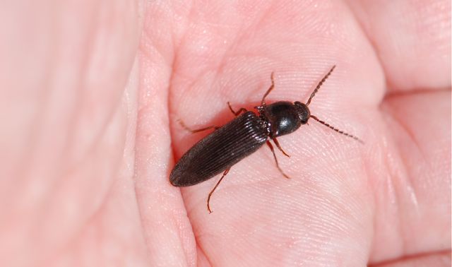 Reasons for Click Beetles in the House