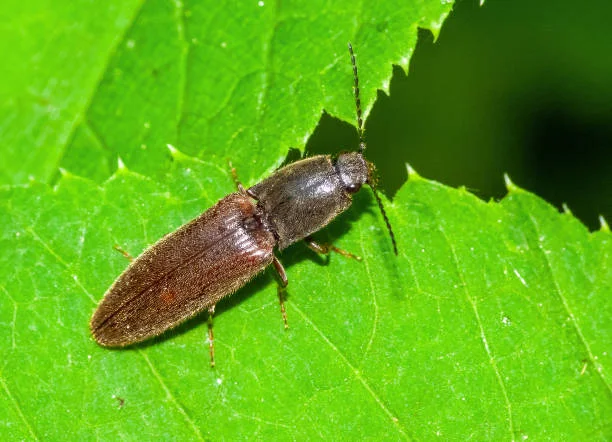 How to Get Rid of Click Beetles in House