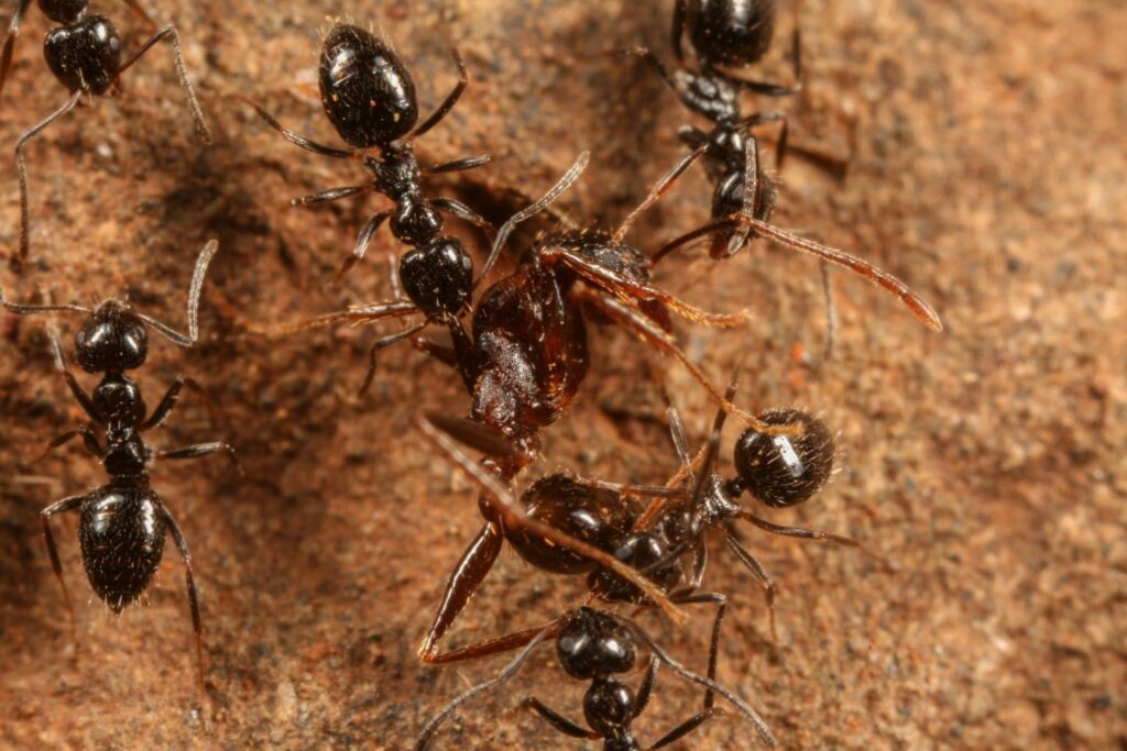 How to address concerns about dead ants